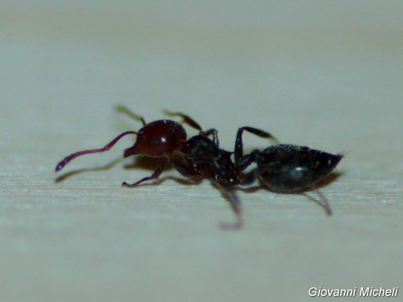 formica da ID:  Crematogaster scutellaris